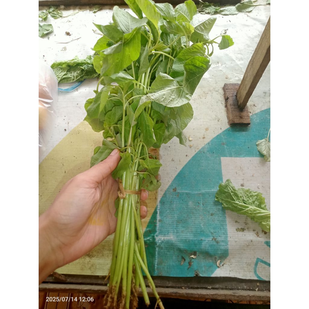 

BAYAM SEGAR 1 IKAT/1 Ikat BAYAM/SMBB/Sayurmayurbpkbaum