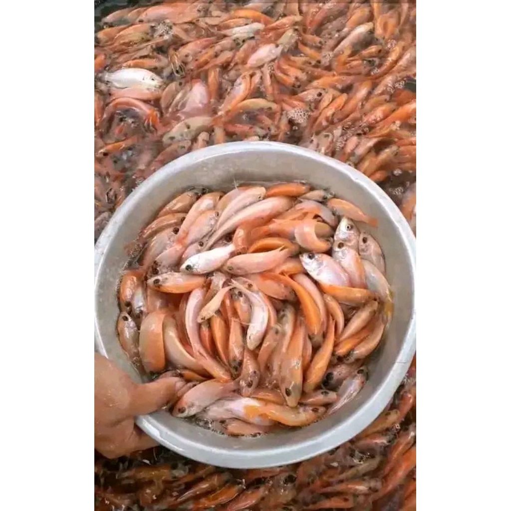 bibit nila merah bangkok literan