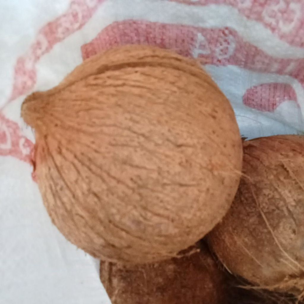 

Kelapa santan[1buah]