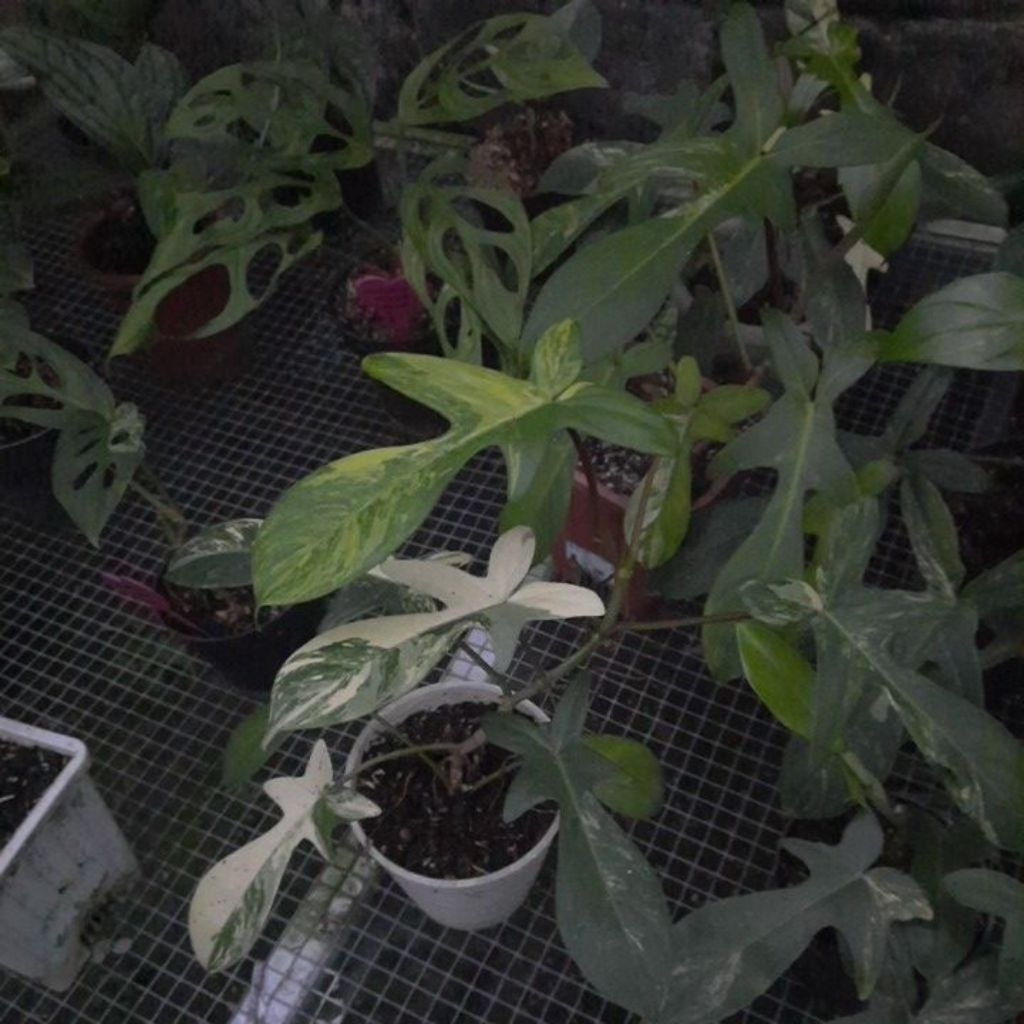 FLOBE FLORIDA BEAUTY