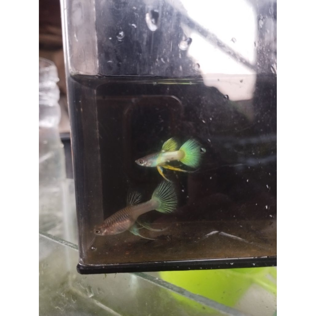 Guppy Yellow Pinggu Ribbon