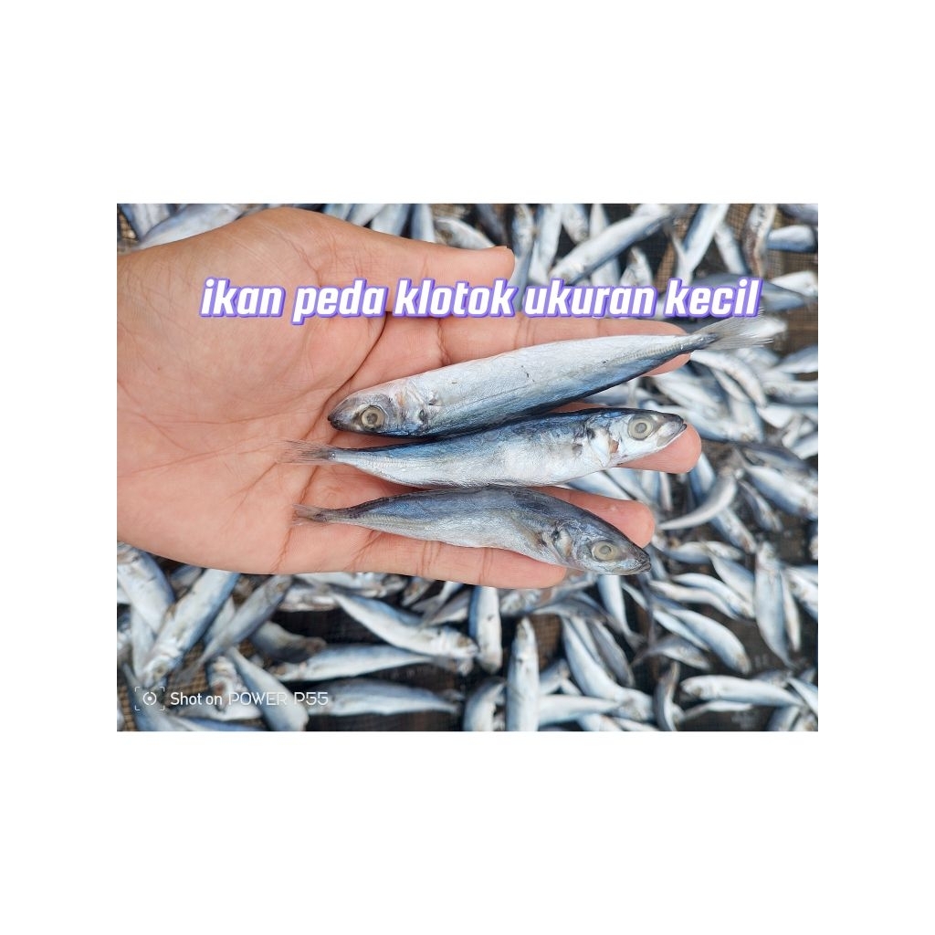 

IKAN KLOTOK ASIN peda layang klotok kecil hrga TERMURAH kemasan 1kg