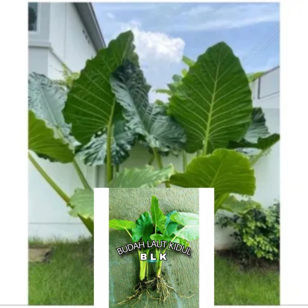 Bibit sente hijau | bibit talas sente hijau | 1pcs = 2 bongol