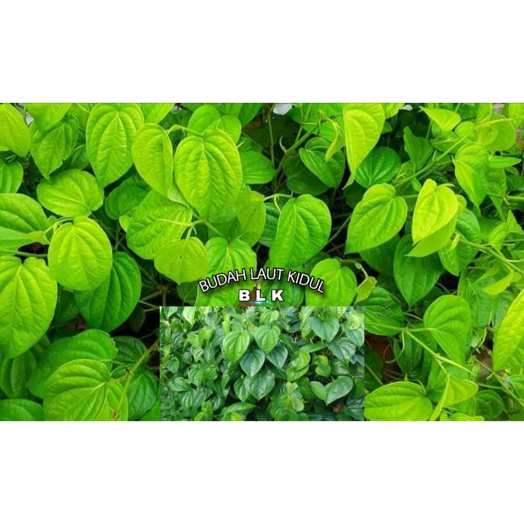 

Daun sirih fresh | Daun sirih fresh | 1 pcs = 50 lembar