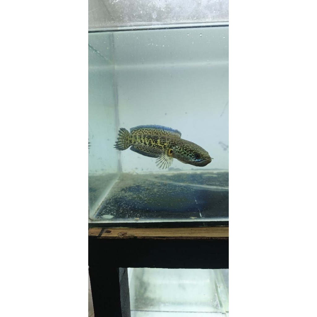 auranti cb pulosari size 15 cm