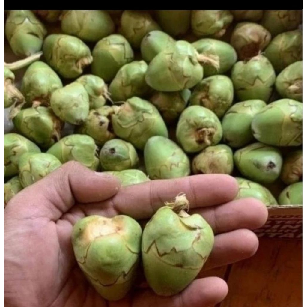 

bluluk kelapa asli bust obat