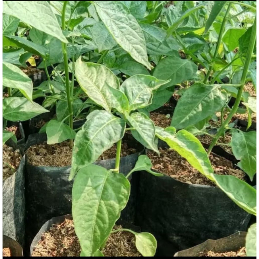 Tanaman cabai rawit setan-;bibit cabe rawit setan siap berbuah