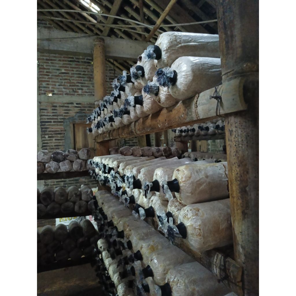 

BAGLOG JAMUR KUPING/TIRAM PUTIH/TIRAM COKLAT