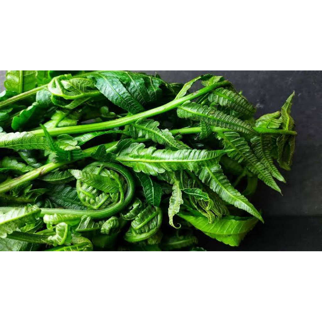 

Pucuk pakis sayur di jual perikat