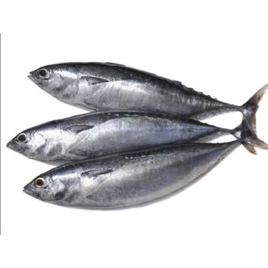 

IKAN CAKALANG FROZEN FOOD SEGAR (Beli 1kg Bonus 1 ekor)