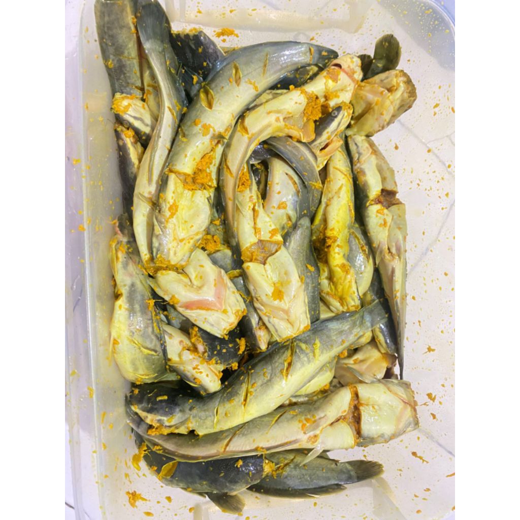 

ikan lele marinasi siap goreng 5 & 10 ekor