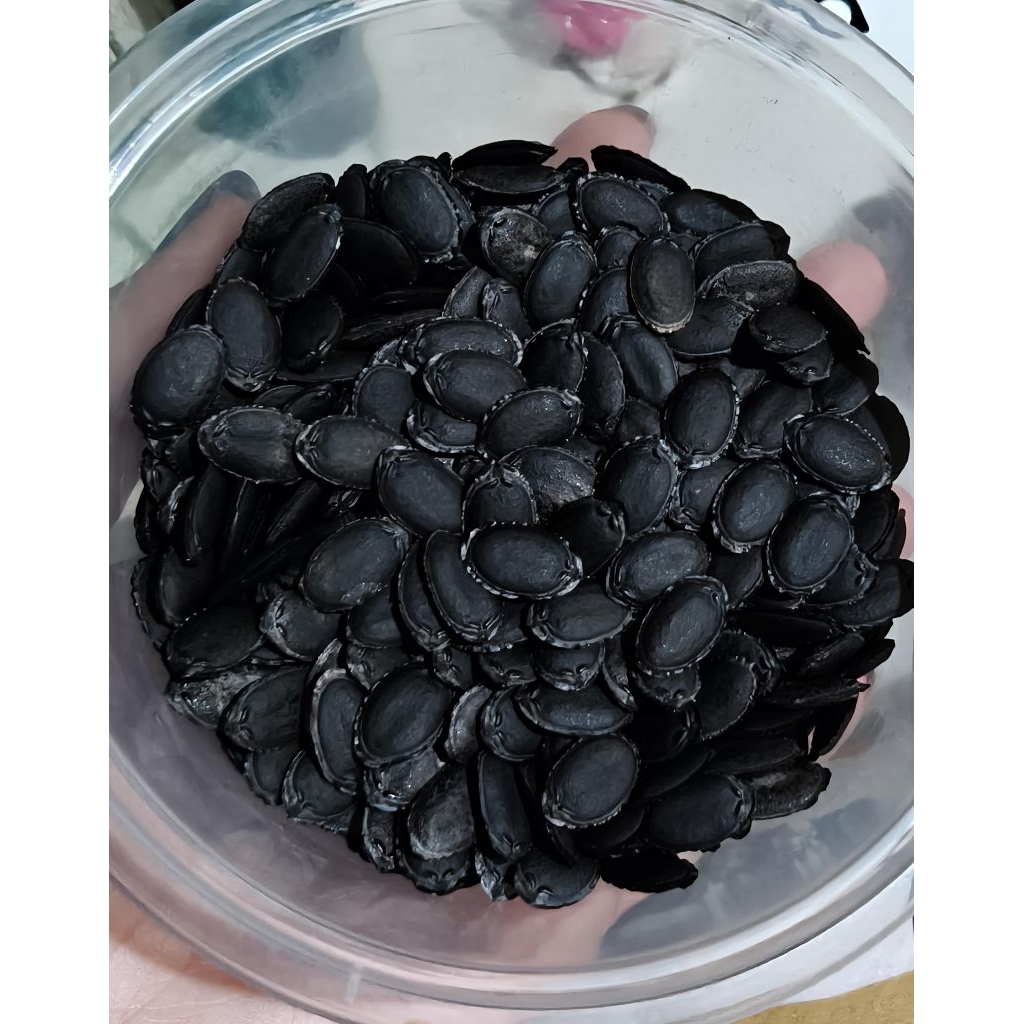 BIBIT OYONG TAIWAN JUMBO