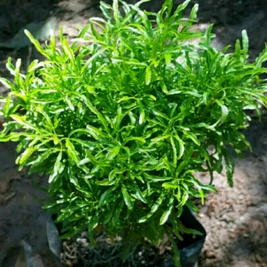 Tanaman Hias brokoli hijau/bibit Tanaman Hias brokoli hijau