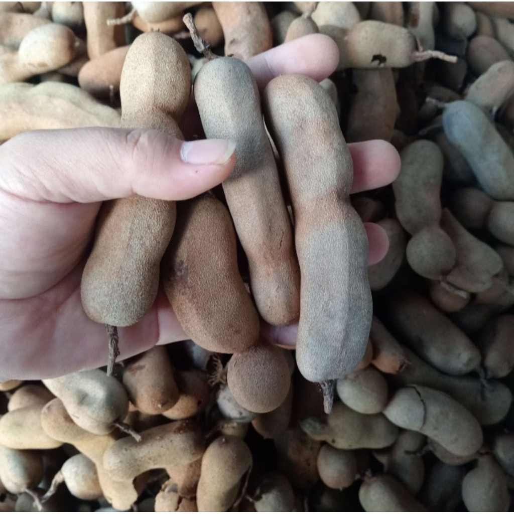 

Asam Jawa Aseli Kulit 1Kg Matang di Pohon