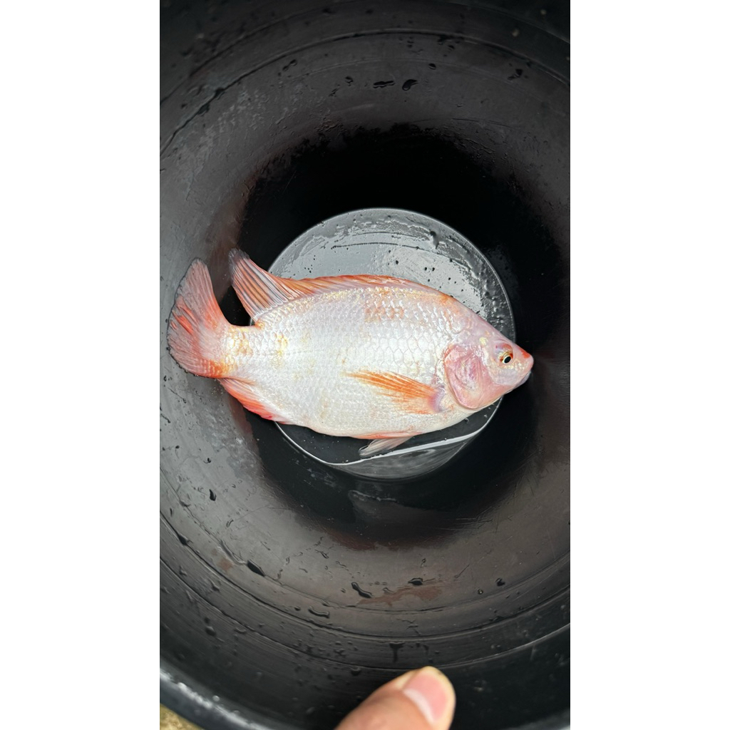 

Ikan Nila Merah bersih 1kg