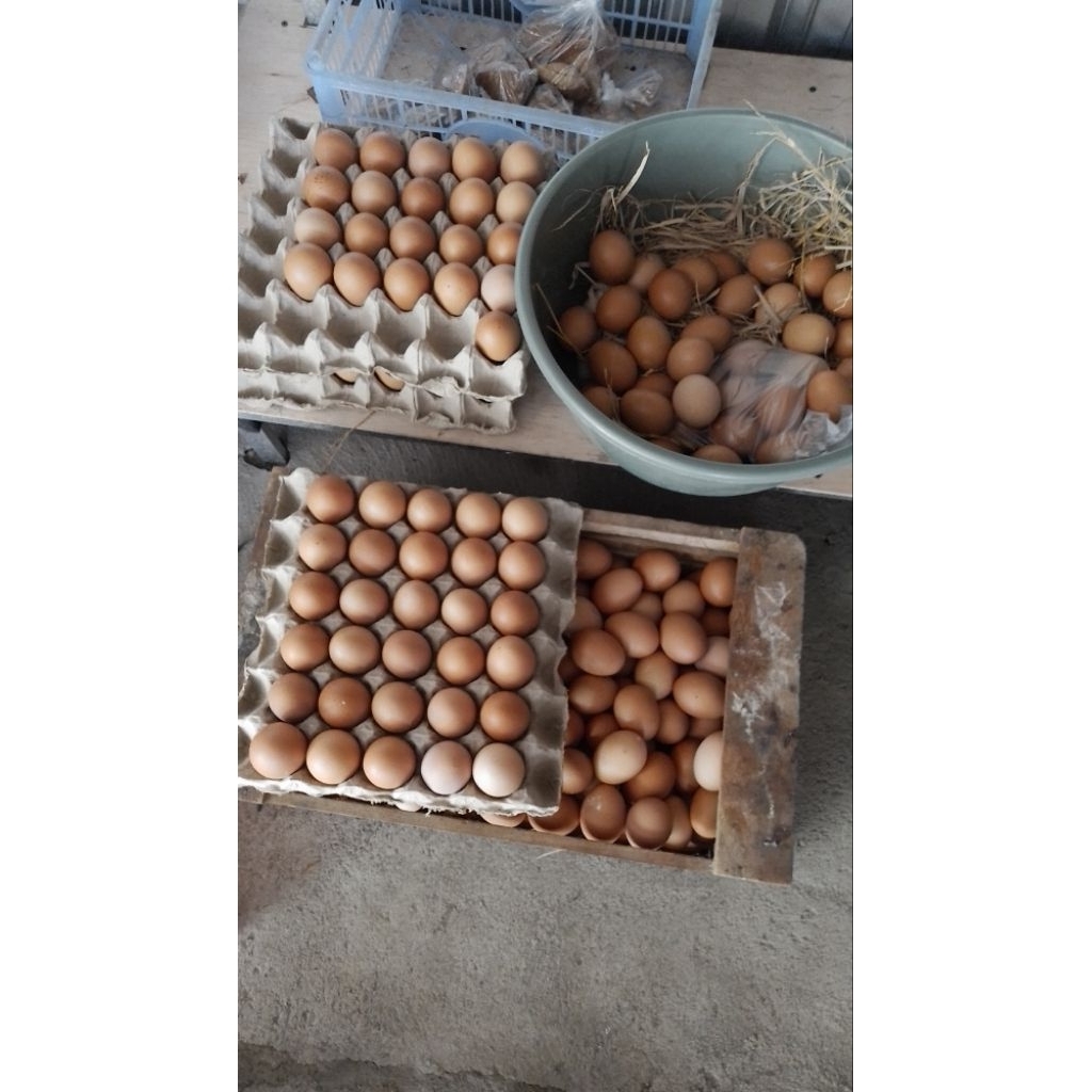 

Promo Telur Ayam Negeri
