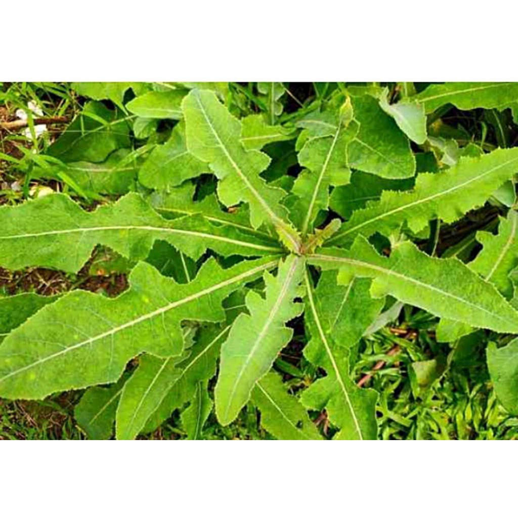 

Daun tempuyung segar 500gr//daun herbal//obat diabetes//obat batu ginjal//
