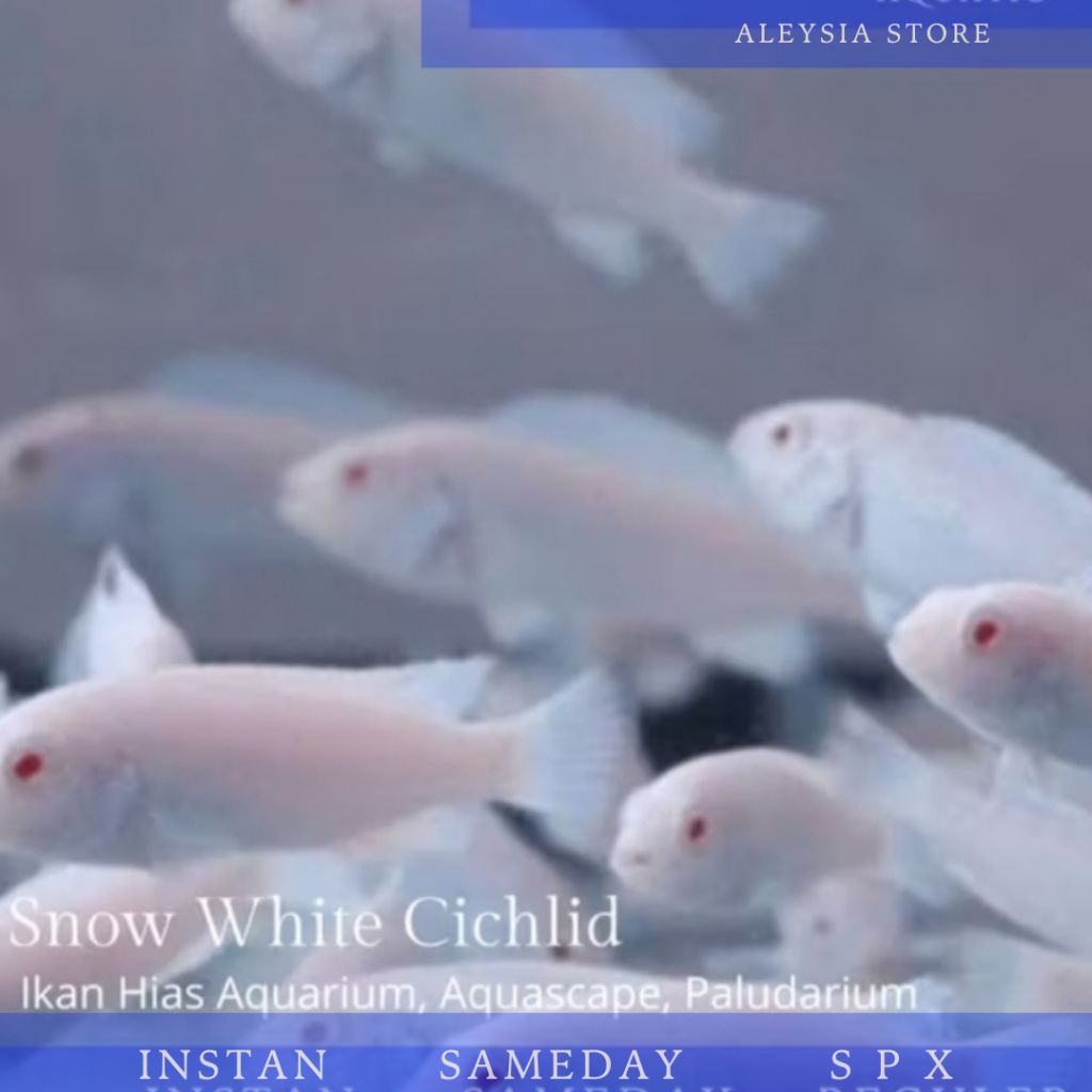 Snow white Cichlid Hiasan Aquarium Dan Hardscape