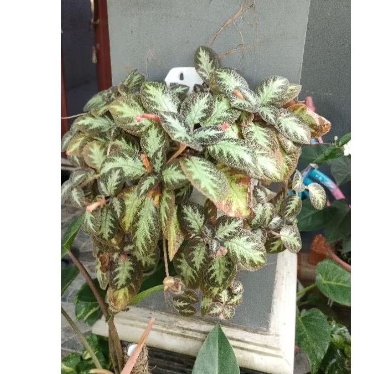 epicia coklat rimbun, epicia rimbun