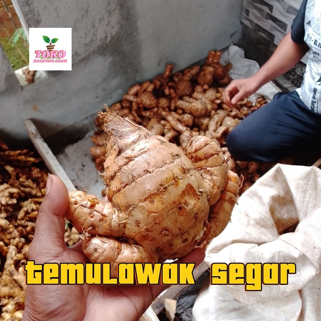 

fromo temu lawak 1kg