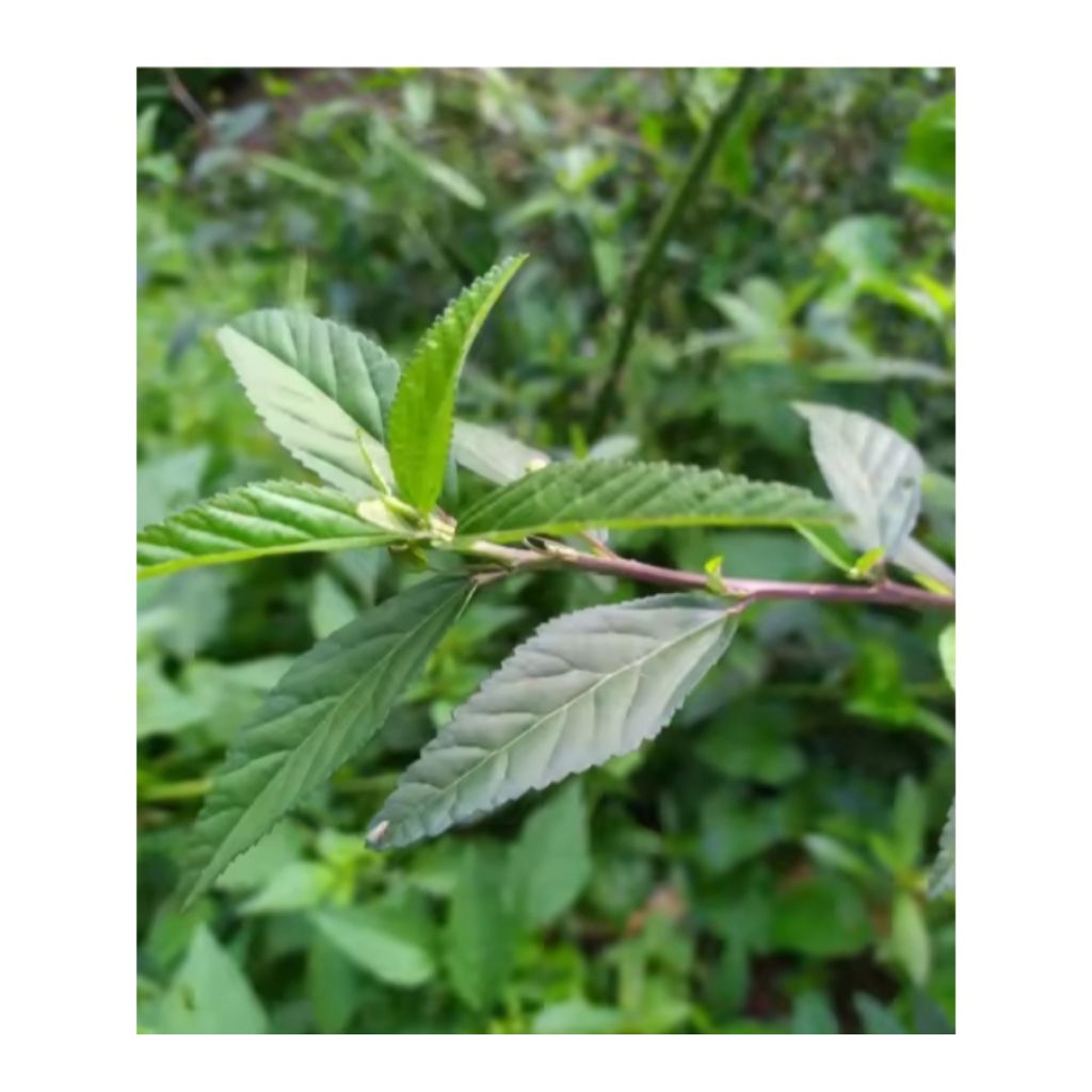 

Ready stok Daun Sidagori segar 250 gram