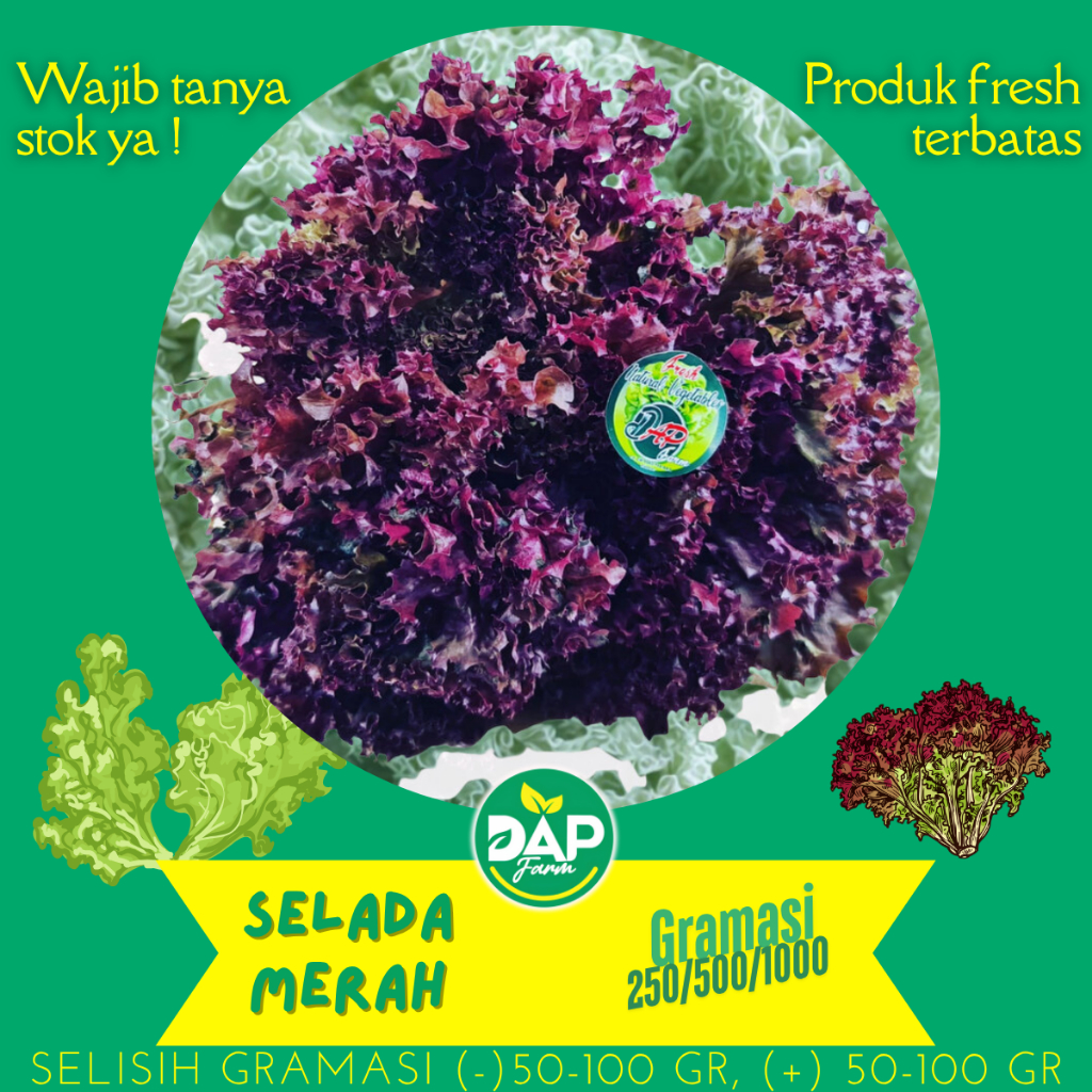 

Lolorosa/ Selada Keriting Merah/ Red Lettuce/ DAP Farm/ Sayur Segar Jakarta