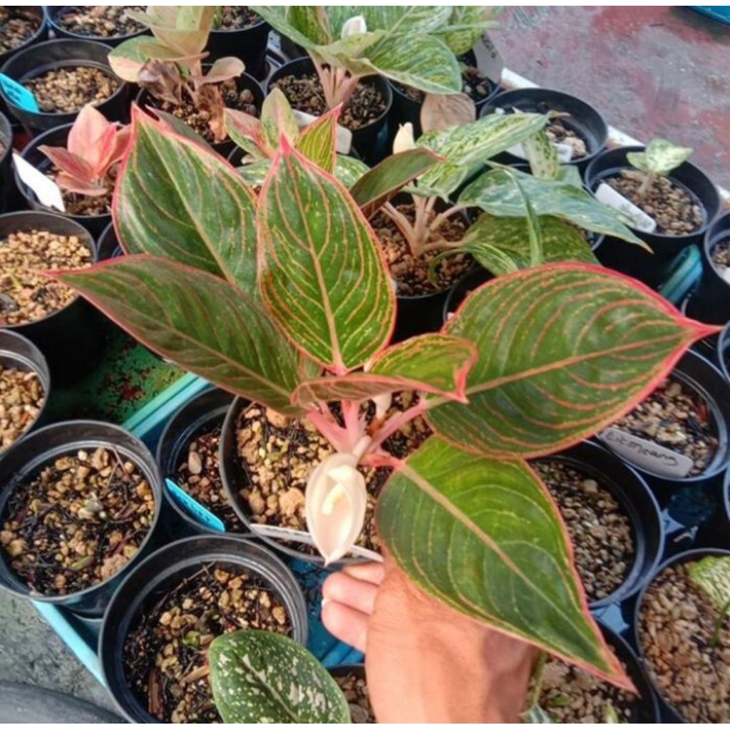 aglonema peterpan