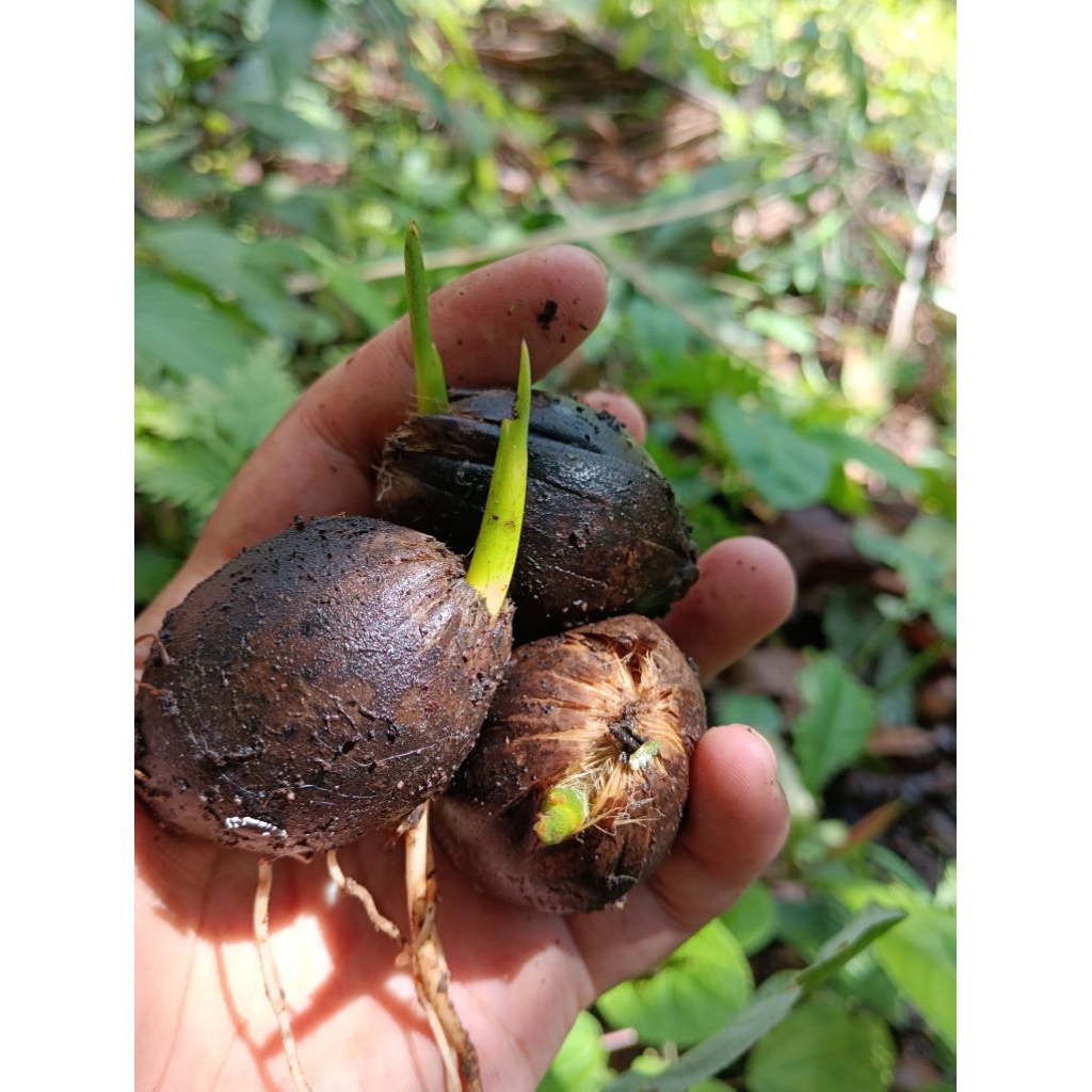 bibit pinang betara batara per biji