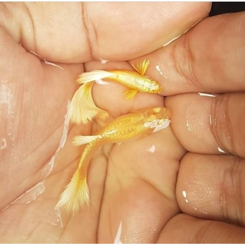 Hiasan Aquarium. 1 pasang ikan guppy FULL GOLD