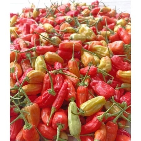 

Cabe rawit merah inul segar 250gr/500gr langsung dari kebun