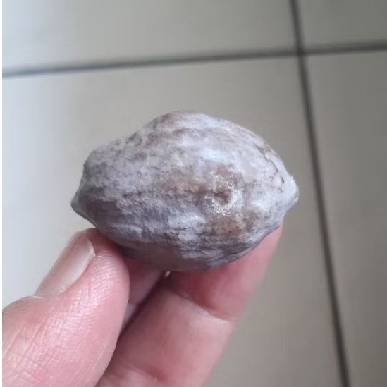 Kemiri Adu Muncang Adu Nyonyo Si Kapsul Ori Grade A