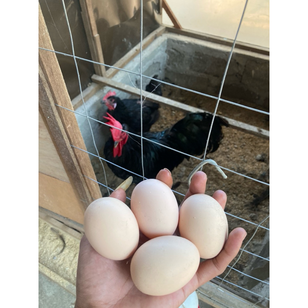 

paket telur fertil tetas australorp murni