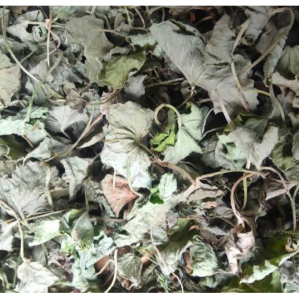 

Jual teh anatanan atau pegagan kering kuwalitas bagus 100 grm