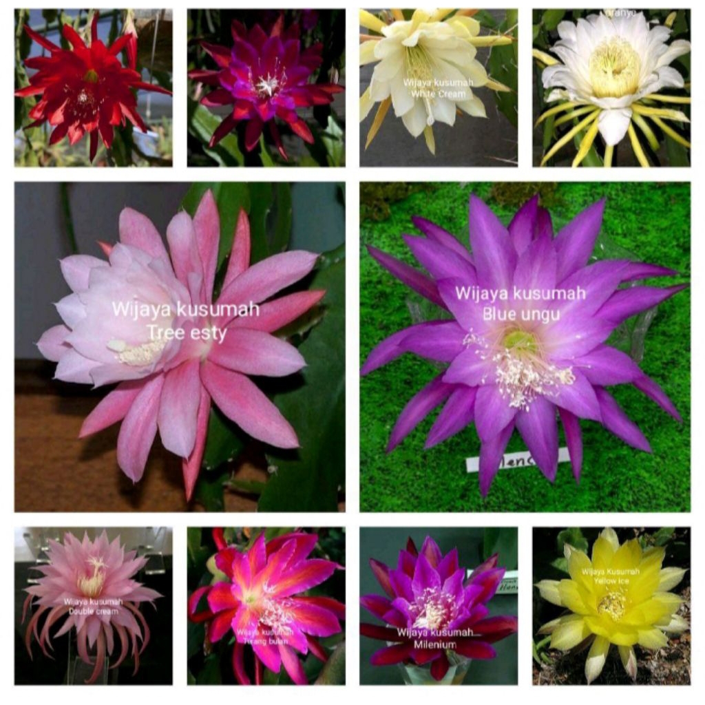 Tanaman hias gantung paket 10 Wijaya Kusumah macam bunga