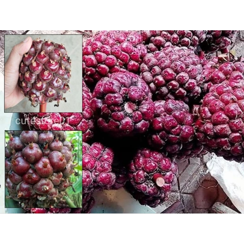 

Honje Laka Merah Buah Kecombrang Segar 500Gram