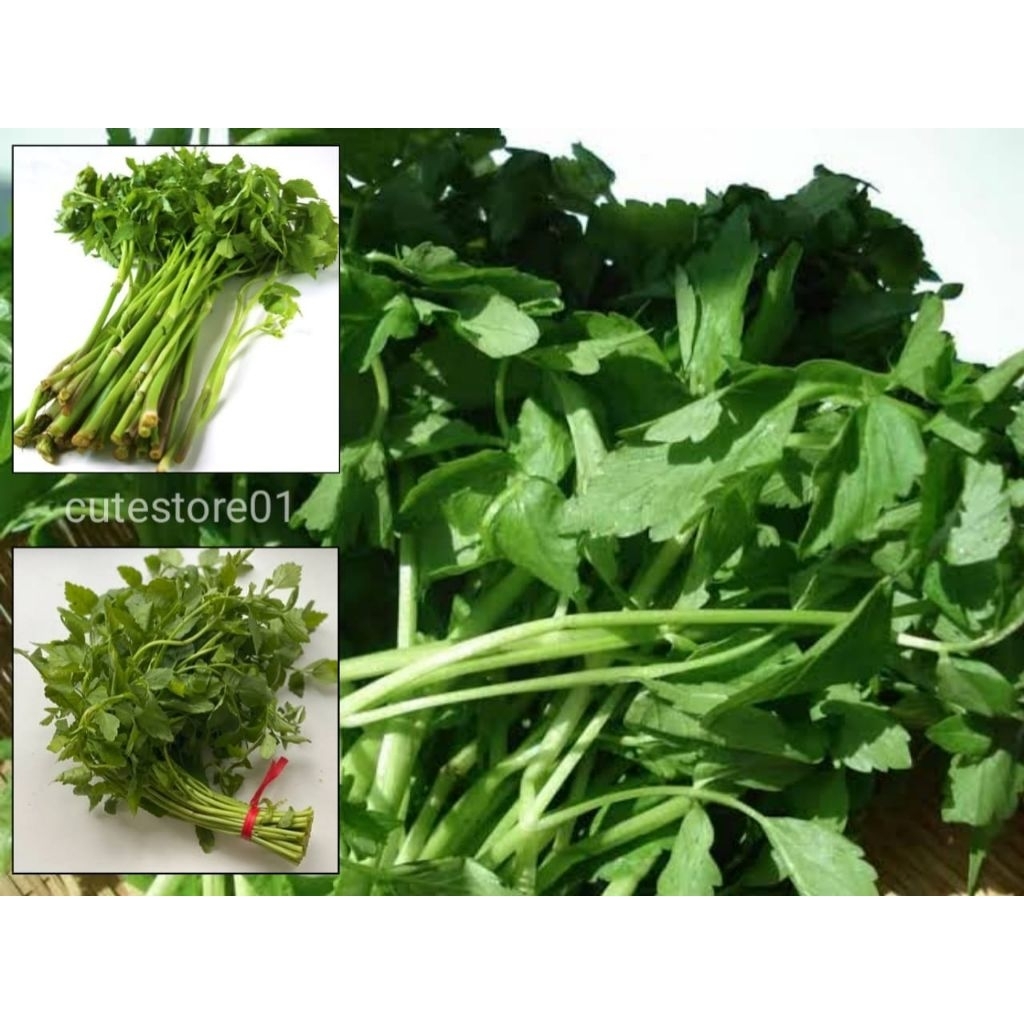 

Tespong Daun Lalapan Segar 500Gram