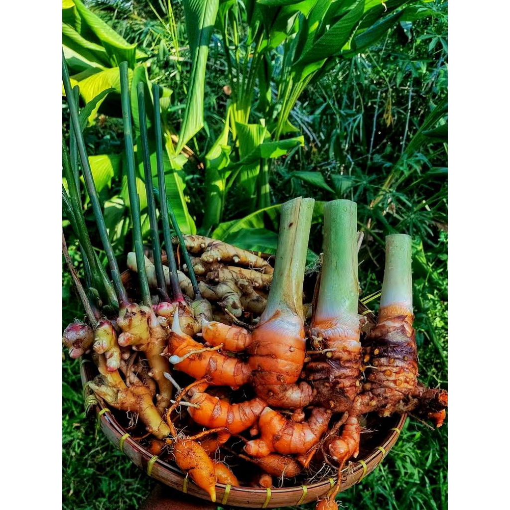 

KUNYIT/CURCUMA 1KG UNTUK MEMASAK DAN OBAT