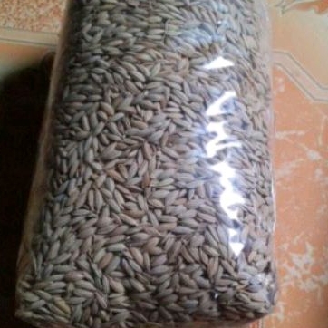 

padi gabah darat / padi huma beras merah paket 1 kg