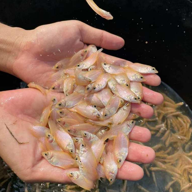 

HARGA PROMO!!! ikan gurame padang isi 10 ekor