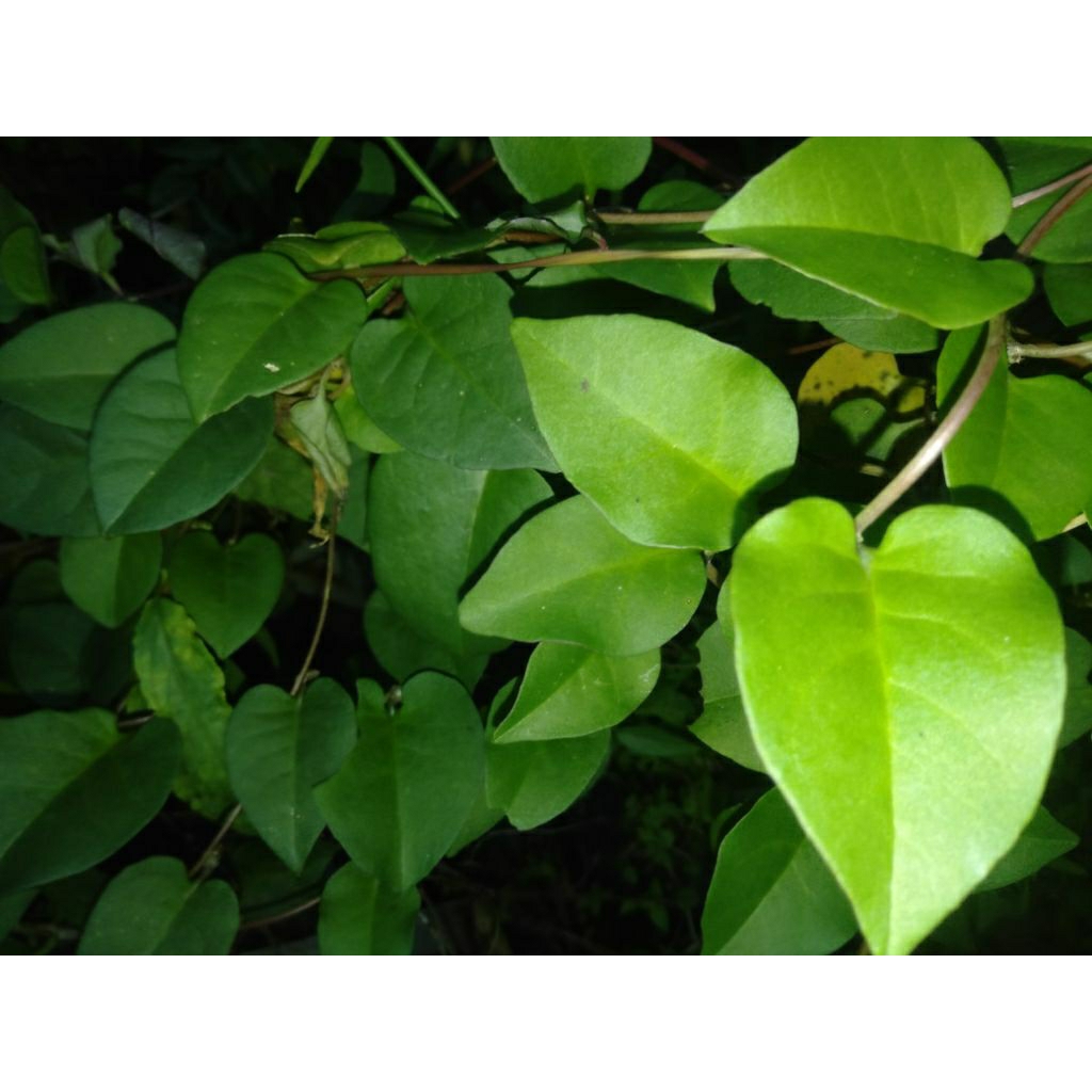 

Herbal Daun PIAHONG BINAHONG WINAHONG petik segar