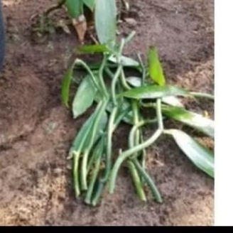 stek batang bibit panili./6 bibit