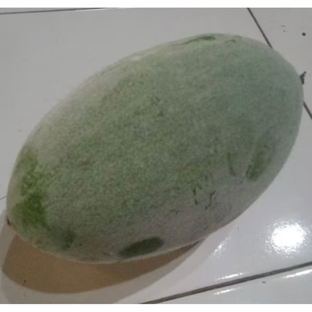 

Buah Kundur Bligo Winter Melon 2-2,5 kg
