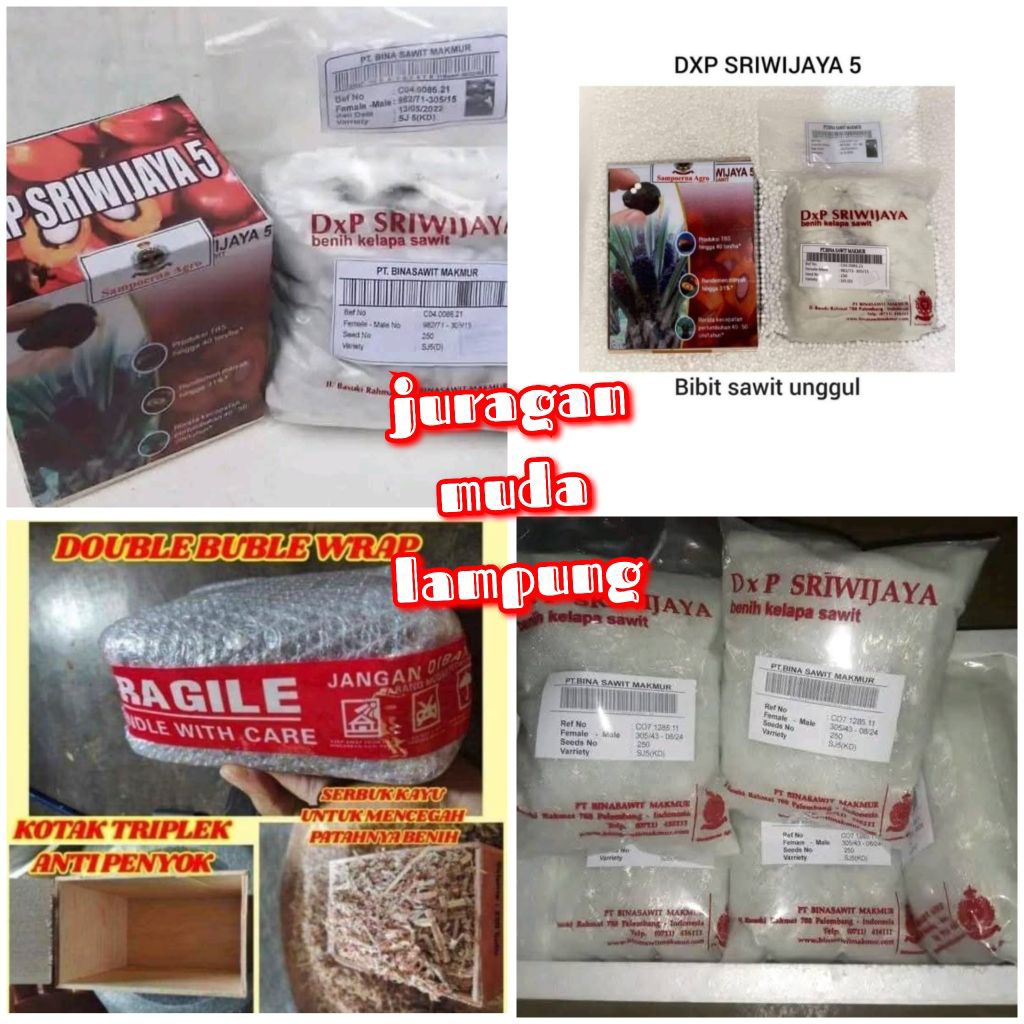 Benih bibit kecambah sawit DxP SRIWIJAYA 5 OIL PALM isi 250 biji
