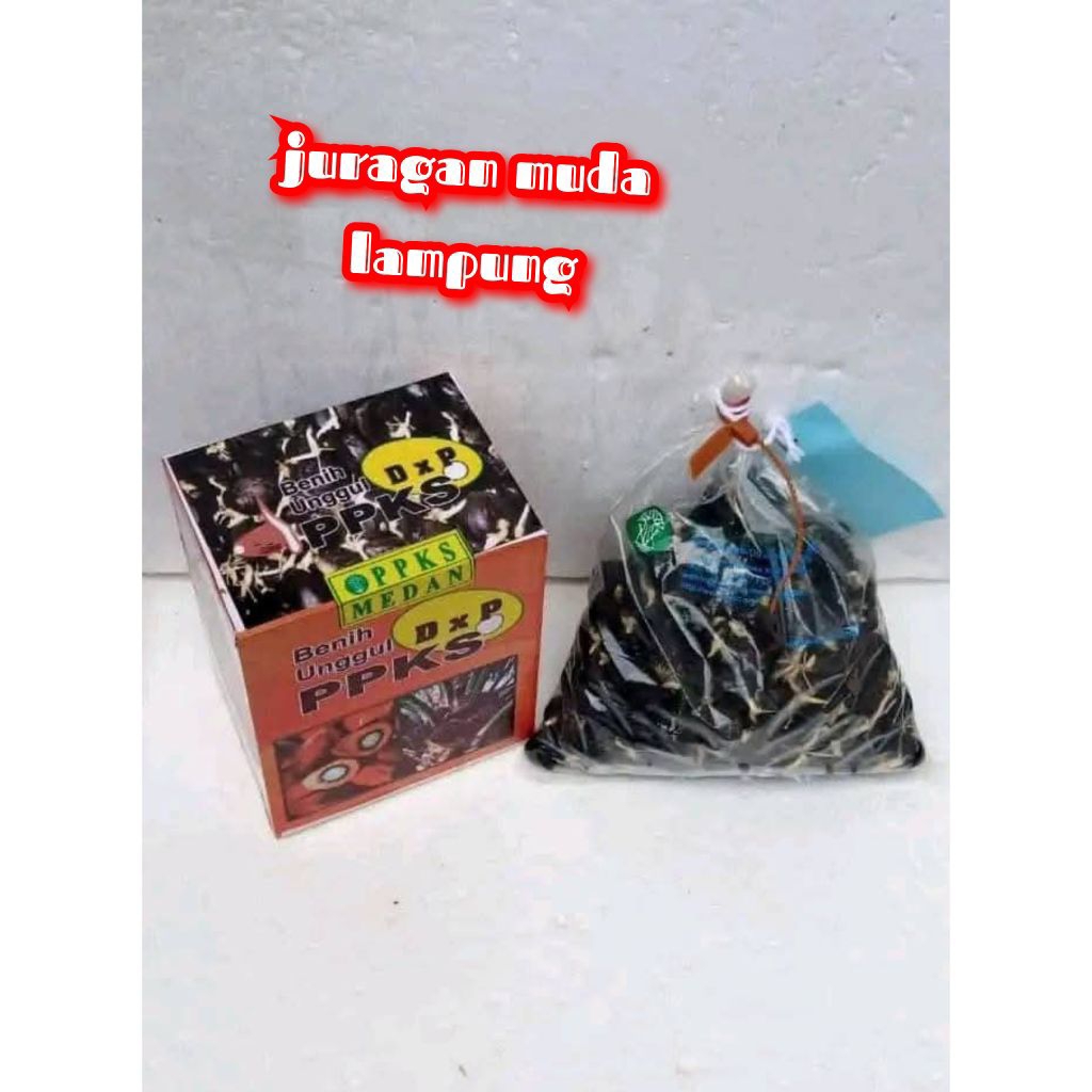 benih bibit tanaman polong sawit PPKS varietas DXP 540 high CPO dan PKOpersilangan dura dan psifera)