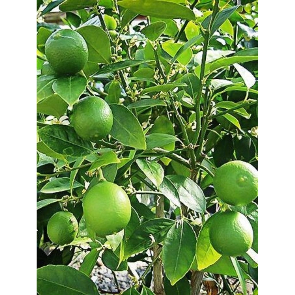 Pohon jeruk nipis / Tanaman jeruk nipis asli / Pohon buah jeruk nipis