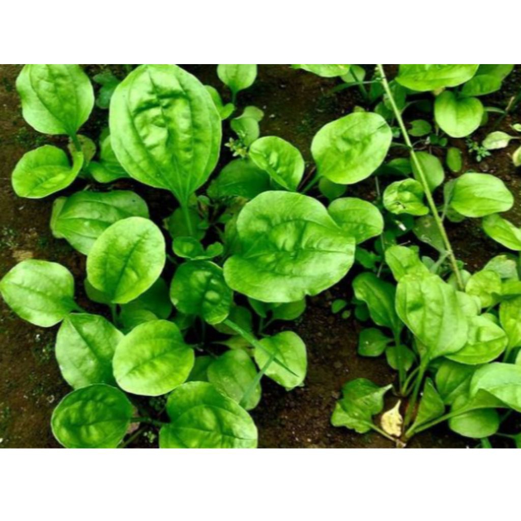 

daun Ki urat segar /Ki urat fresh 100g