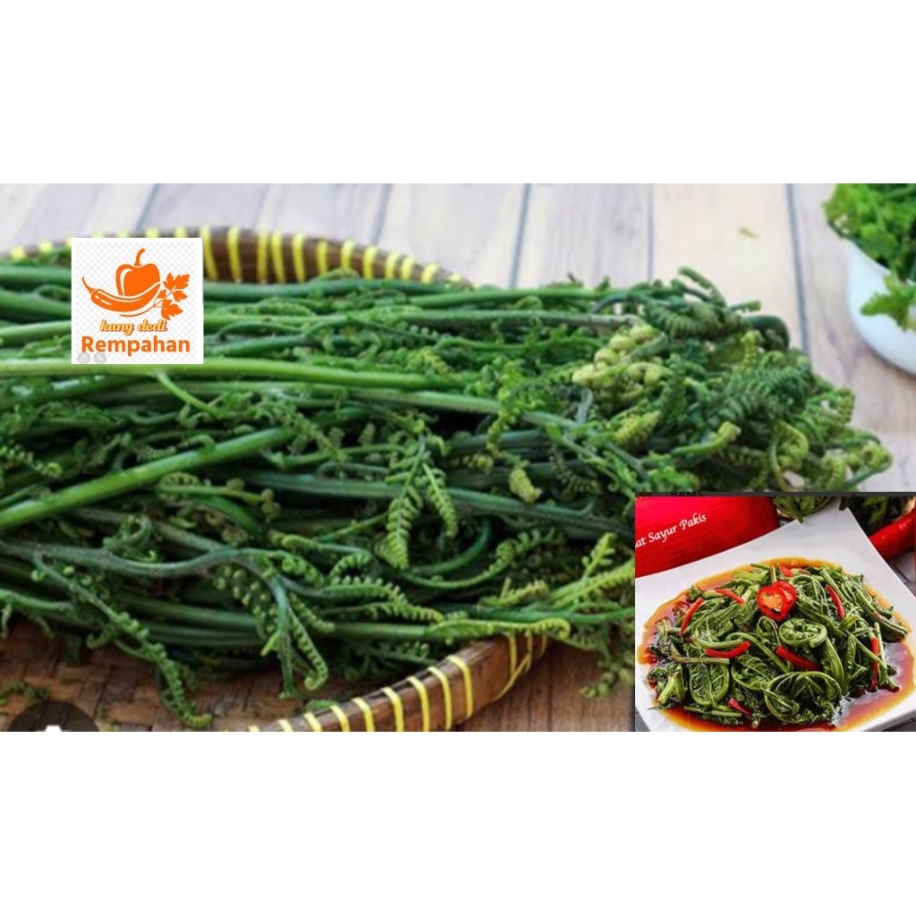 

pakis sayur segar fresh 1 kg