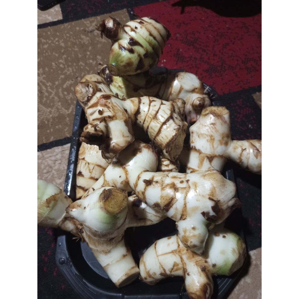 

Umbi Ganyong Putih Segar 1.Kg