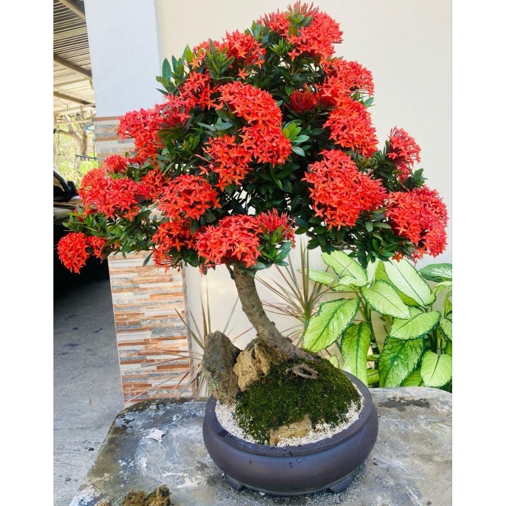 tanaman hias asoka hawai merah - soka daun besar