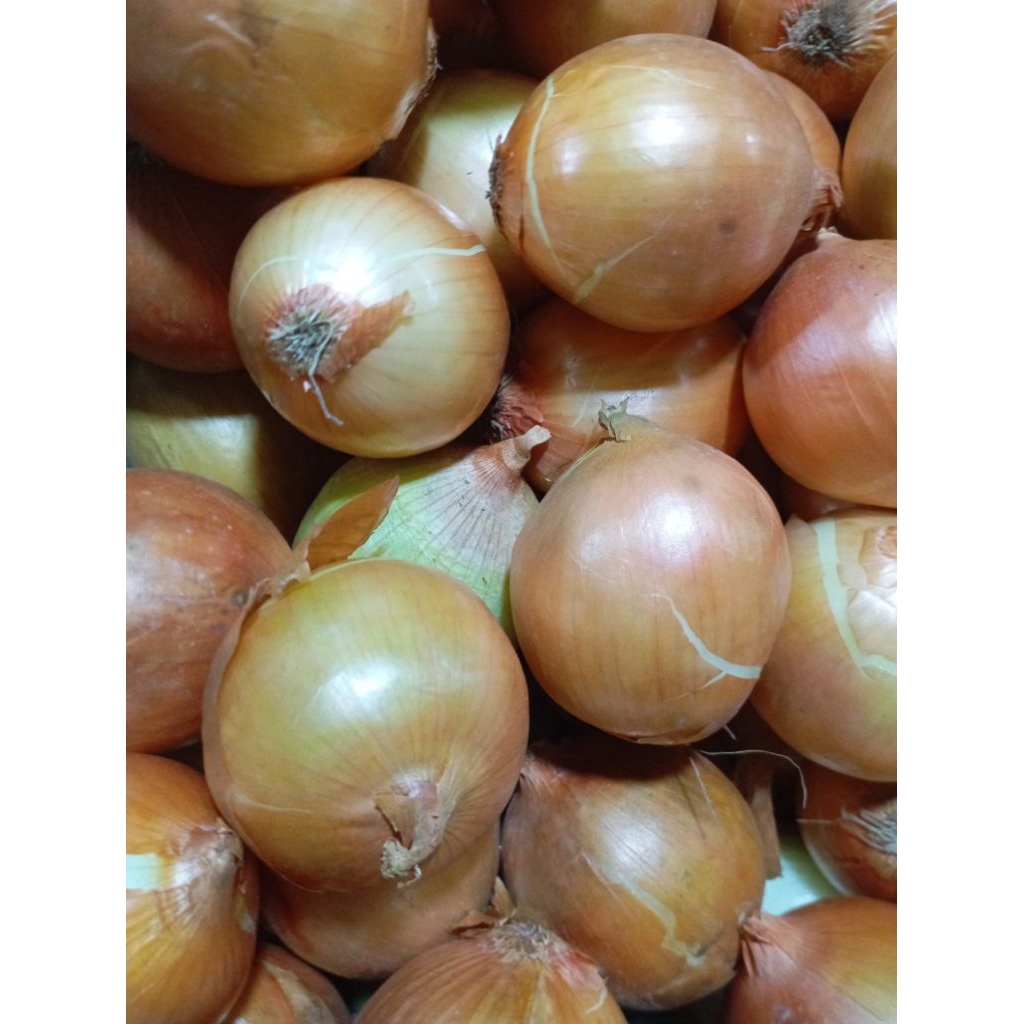 

BAWANG BOMBAI BOMBAY